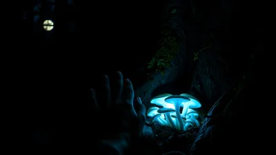 Dream About Dark Forest