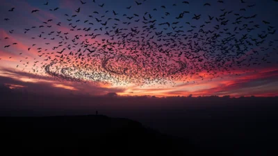 Dream About a Flock of Bats