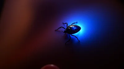 Dream About a Tick on Me